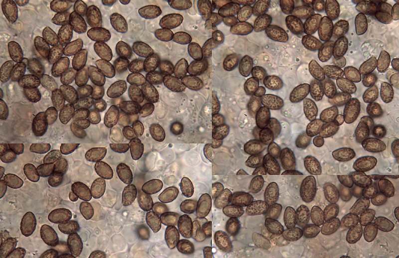 Cortinarius gallurae spores Cortinarius gallurae